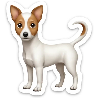 a full body white jack russel looking dog the size of a kelpie with light brown ears and a light brown patch on one eye, flopped down ears and a large snout sticker
