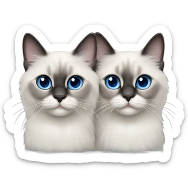 Two Blue point ragdoll cats with short length hair, with blue eyes, dark face  sticker
