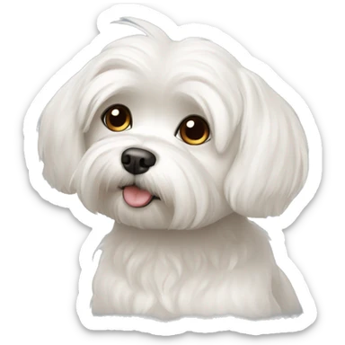 Maltese dog with a little brown hair and a blog nose sticker