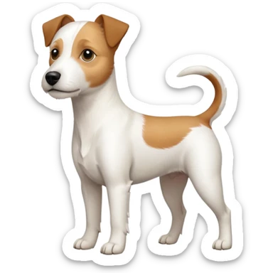 a full body slightly chubby white parson russell terrier looking dog the size of a kelpie with light brown long ears and a light brown patch on one eye and a large snout. the rest of the dog is completely white sticker