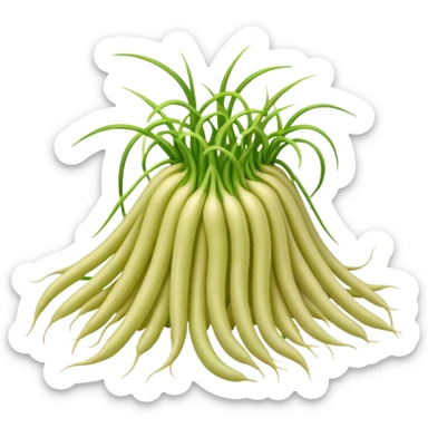 Bean sprouts laid sticker