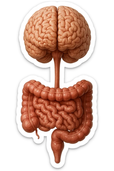 intestino e cervello sono collegati verticalmente, iperrealistico 4k sticker