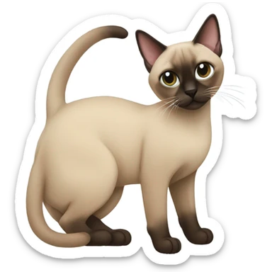 a tonkinese cat with a dreid sticker