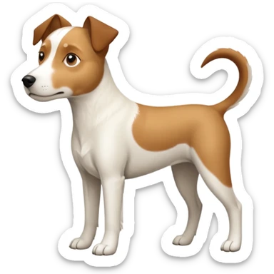 a full body large white parson russell looking dog the size of a kelpie with light brown flapped down ears and a light brown patch on one eye and a large snout sticker