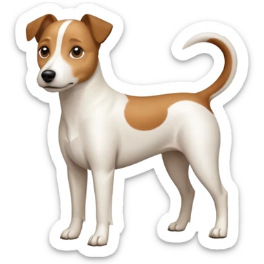a full body white jack russel looking dog the size of a kelpie with light brown ears and a light brown patch on one eye and a large snout sticker