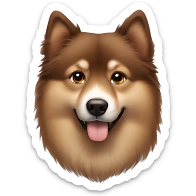Finnish Lapphund brown. His nose and face is dark brown sticker