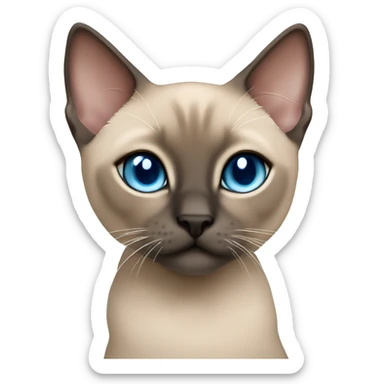 tonkinese kitten with bright blue eyes  sticker