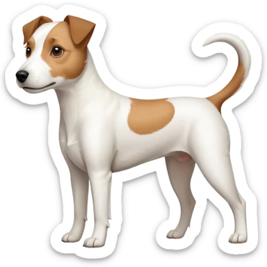 a full body slightly chubby white parson russell terrier looking dog the size of a kelpie with light brown long ears and a light brown patch on one eye and a large snout. the rest of the dog is completely white. forward facing sticker