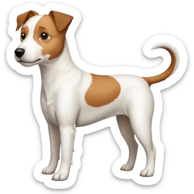 a full body large white parson russell terrier looking dog the size of a kelpie with light brown ears and a light brown patch on one eye and a large snout sticker