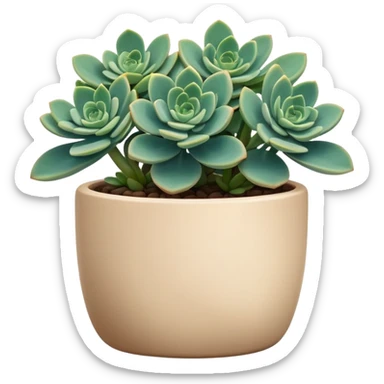 Sedum Pachyphyllum succulent plant with blue-green thick leaves in a beige ceramic pot sticker