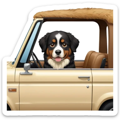 one adult Bernese mountain dog in a cream colored ford bronco with no roof sticker
