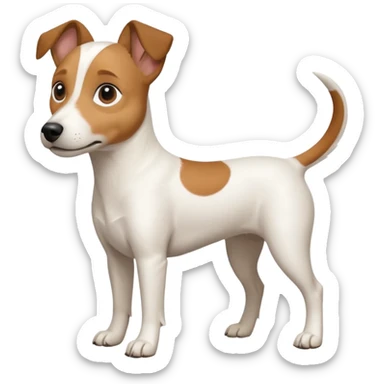 a full body white jack russel looking dog the size of a kelpie with light brown ears and a light brown patch on one eye and a large snout sticker