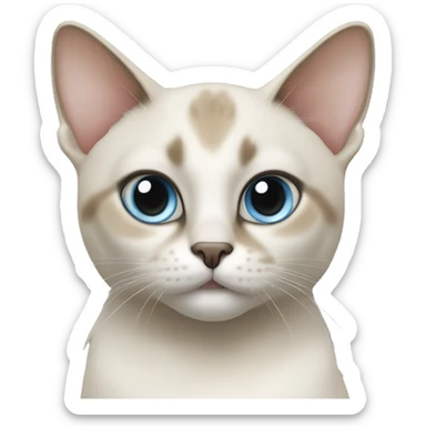 Thai breed adult cat with a light cream-brown body, dark gray nose and face, ears, and paws. sharp ears, and striking light blue eyes  sticker