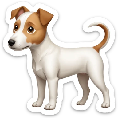 a full body large white parson russell terrier looking dog the size of a kelpie with light brown long ears and a light brown patch on one eye and a large snout sticker