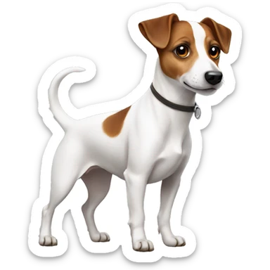 Jack Russell dog with brown eyes in full growth with a short tail sticker