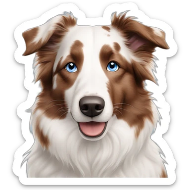 white red merle border collie with brownish spots and blue eyes sticker