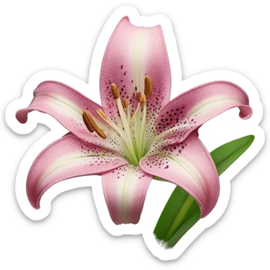 the stargazer lily sticker