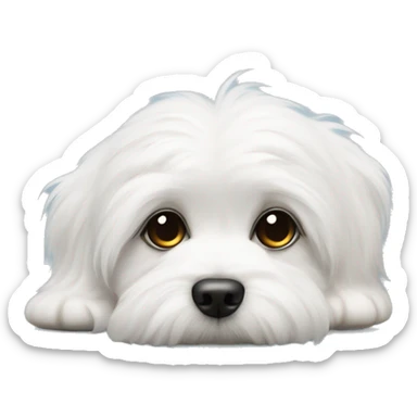 Coton de tulear puppy with side eye  sticker
