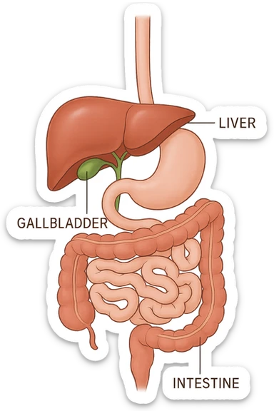 Connessione visiva con linee fegato , intestino e cistifellea sticker