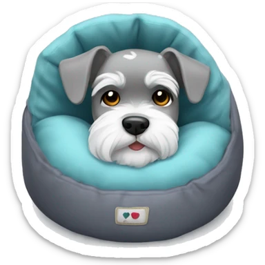 Grey and white mini schnauzer full body asleep in dog bed      sticker