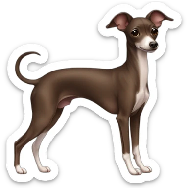 full body all brown and black italian greyhound chihuahua sticker
