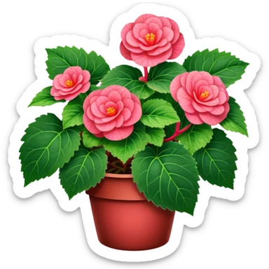 Begonia Rex with spiral leaves sticker
