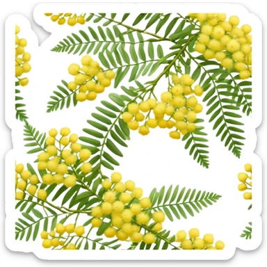 Cinematic Realistic Acacia Emoji, Bright and cheerful, with clusters of fluffy yellow flowers blooming along delicate branches. The wattle’s soft, fern-like leaves sway in the breeze, radiating a sense of warmth and joy. Soft glowing outline, capturing the essence of Australian sunshine, warmth, and beauty in a vibrant acacia tree! sticker