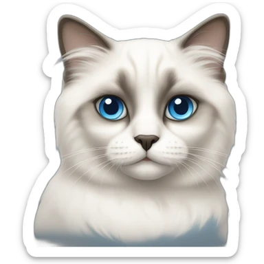 birman white cat with blue eyes sticker