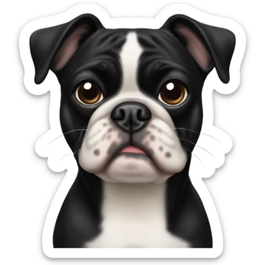 All black pug and Boston terrier mixed breed sticker