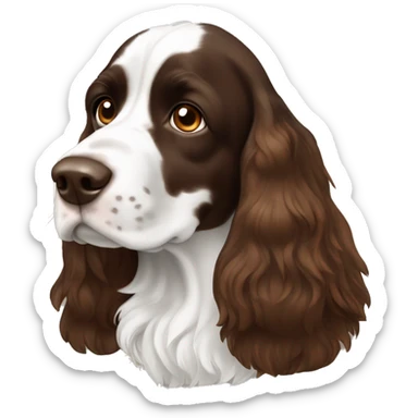 English springer spaniel, brown and white, with brown eyes sticker