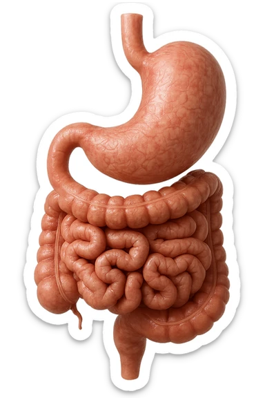 intestino e stomaco sono collegati, iperrealistico 4k, non disegnato sticker