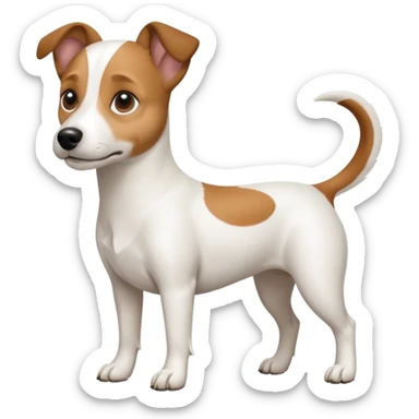a full body white jack russel looking dog the size of a kelpie with light brown ears and a light brown patch on one eye, flopped down ears and a large snout sticker