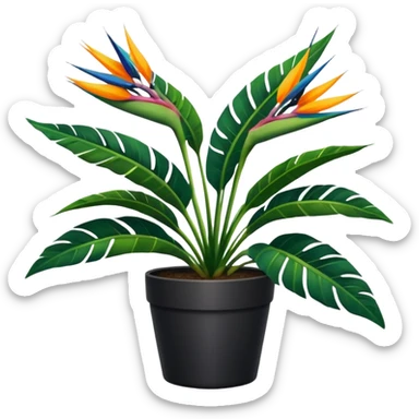 Bird of paradise leafy plant in black pot no white between leaves no background sticker