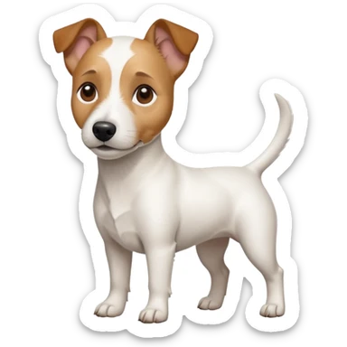 a full body white jack russel looking dog the size of a kelpie with light brown ears and a light brown patch on one eye and a large snout sticker