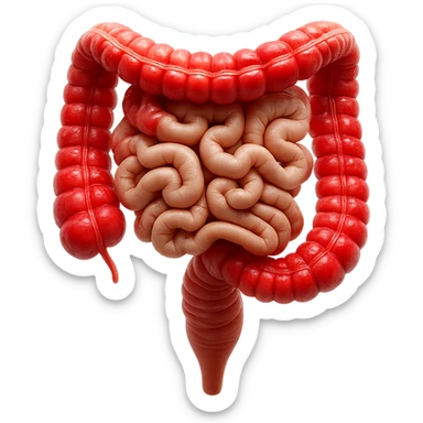 intestino umano anatomico realistico con gonfiori e rossori sul colon iperrealistico 4k sticker