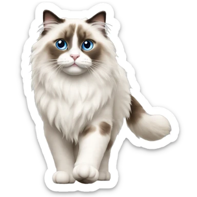 ragdoll cat PROUD WALK, walking, standing sticker