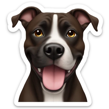 Happy 6 year old dark brown staffy with black nose sticker