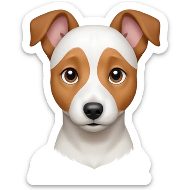 a fully white jack russell the size of a kelpie with floppy ears and a half white face sticker