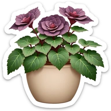 Begonia Rex with greenish-purple spiral leaves in a beige pot sticker