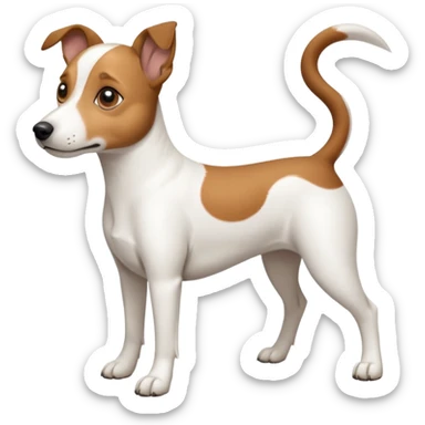 a full body white jack russel looking dog the size of a kelpie with light brown ears and a light brown patch on one eye, flopped down ears and a large snout sticker