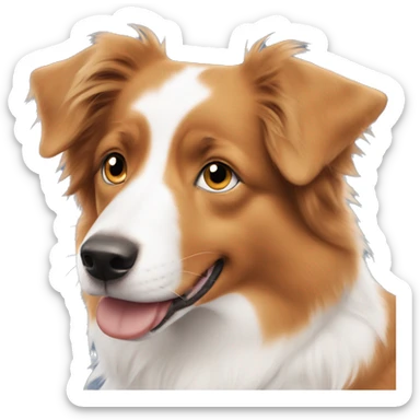 Orange Australian shepherd with no tail and blue eyes sticker