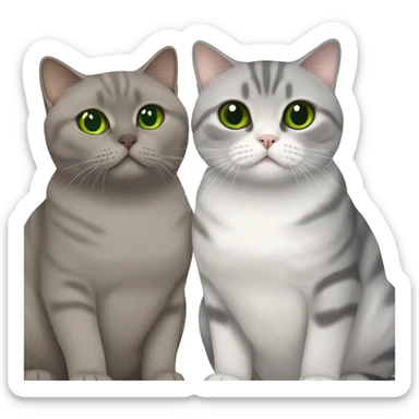 Scottish fold cat in grey with Green eyes + Brown british shorthair with Brown eyes sitting  sticker