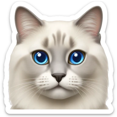 british cat breed colorpoint with blue eyes sticker