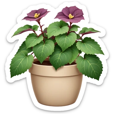 Begonia Rex in a beige pot with every leaf having a prominent spiral pattern in the center, greenish-purple leaves only sticker