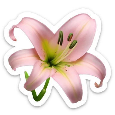 light pink lilium sticker