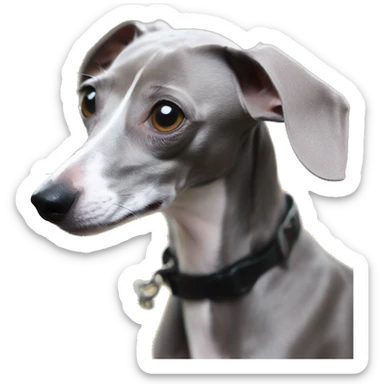 italian greyhound total grey 6 month - young sticker