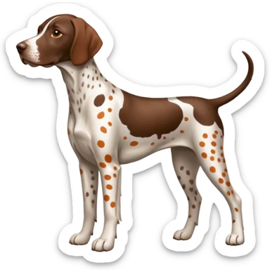 white and orange spotted german short haired pointer sticker