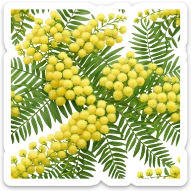 Cinematic Realistic Acacia Emoji, Bright and cheerful, with clusters of fluffy yellow flowers blooming along delicate branches. The wattle’s soft, fern-like leaves sway in the breeze, radiating a sense of warmth and joy. Soft glowing outline, capturing the essence of Australian sunshine, warmth, and beauty in a vibrant acacia tree! sticker