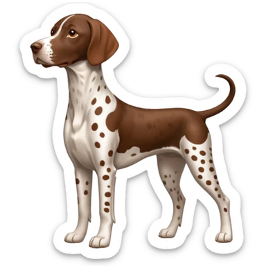 white and orange spotted german short haired pointer sticker