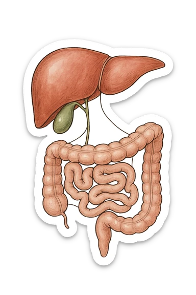 Connessione visiva con linee fegato , intestino e cistifellea sticker